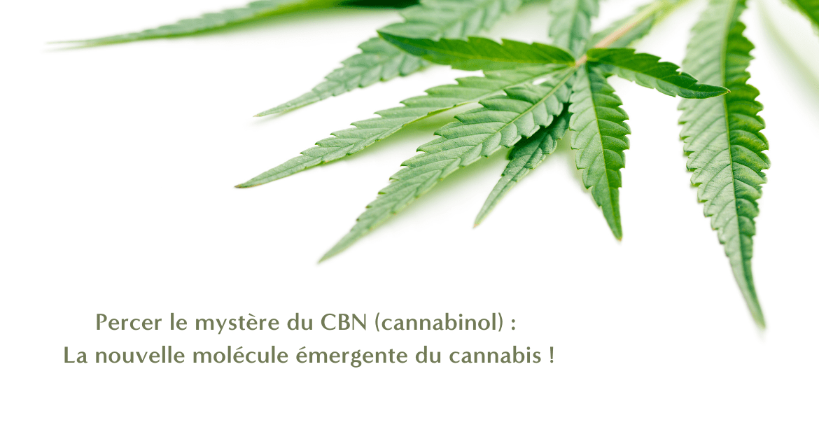 Desvelar el misterio del CBN: ¡La molécula emergente del cannabis!