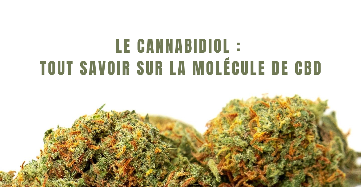 Le cannabidiol :  tout savoir sur la molécule de CBD