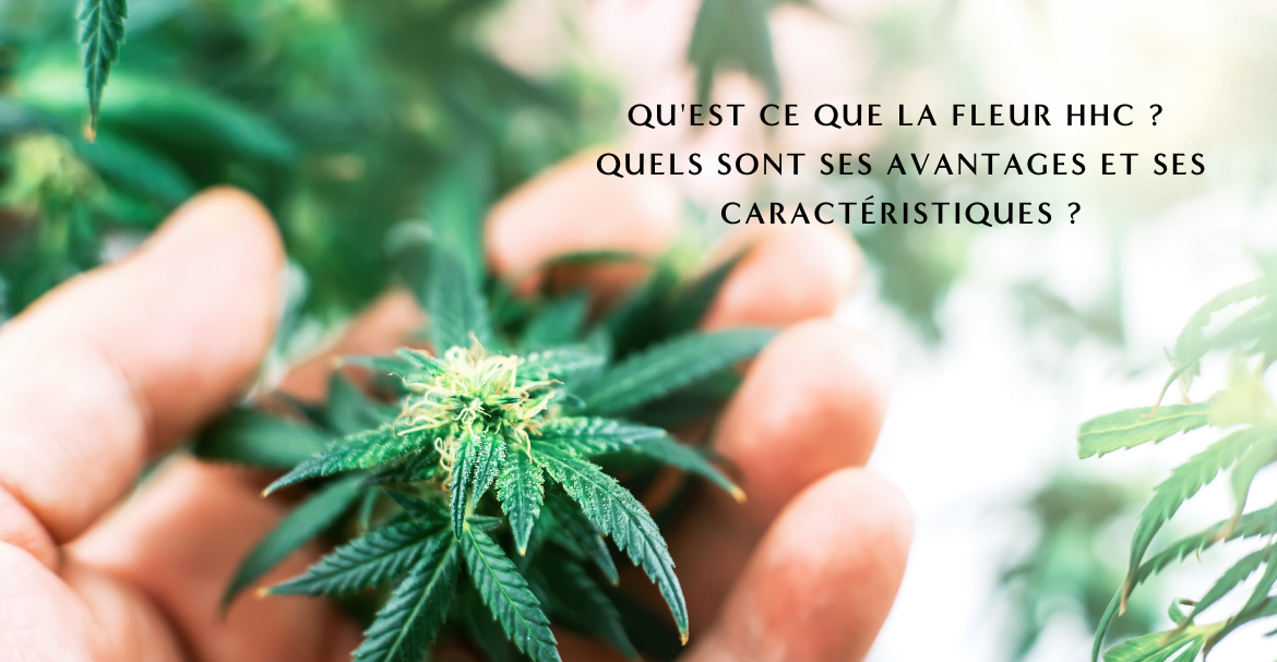 ¿Qué es la flor HHC? ¿Cuáles son sus beneficios y características?