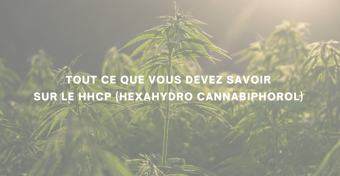 Tout ce que vous devez savoir sur le HHCP (Hexahydro Cannabiphorol) 