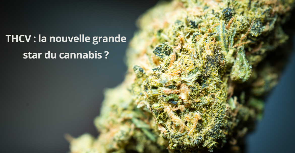 THCV : la nouvelle grande star du cannabis ? Voici ce que vous devez savoir